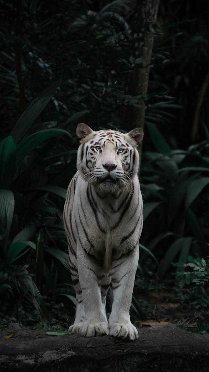 A white tiger with blue eyes in a dark, lush tropical forest